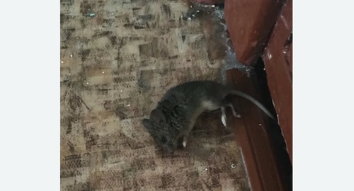 Дезинфекция от мышей в Новодвинске